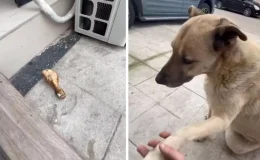 Sokak köpeği, kendisini besleyen kişinin dükkanına tavuk budu bıraktı